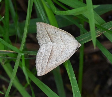 Petrophora chlorosata