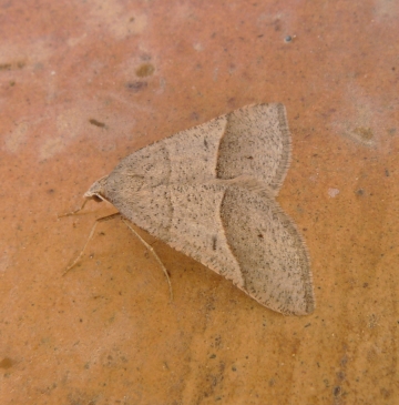 Petrophora convergata