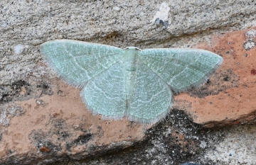 Phaiogramma etruscaria