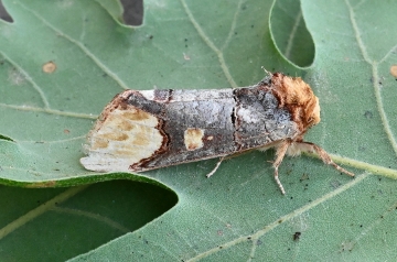 Phalera bucephaloides