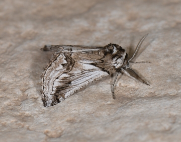 Phaselia algiricaria