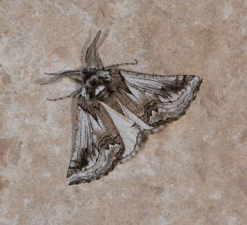 Phaselia algiricaria