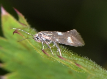 Phaulernis fulviguttella