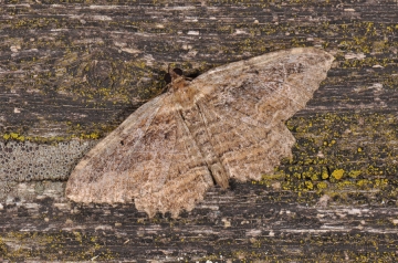 Philereme transversata