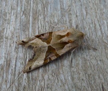 Phlogophora meticulosa