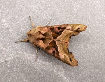 Phlogophora meticulosa