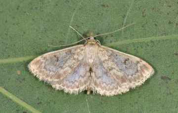 Anania perlucidalis
