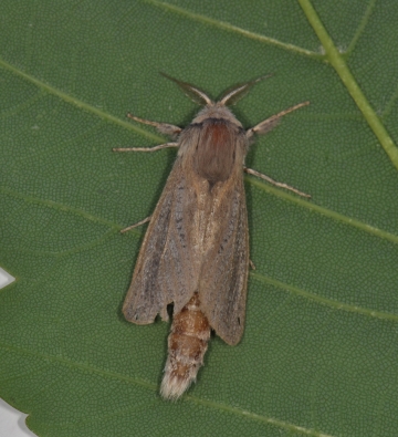 Phragmataecia castaneae