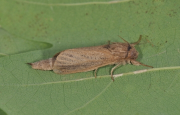 Phragmataecia castaneae