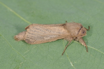 Phragmataecia castaneae