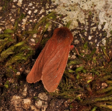 Phragmatobia fuliginosa