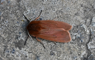 Phragmatobia fuliginosa