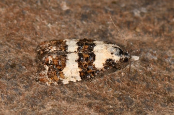 Phtheochroa duponchelana