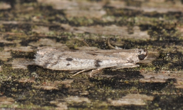 Phycitodes binaevella