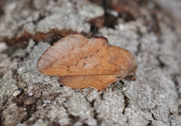 Phyllodesma ilicifolia
