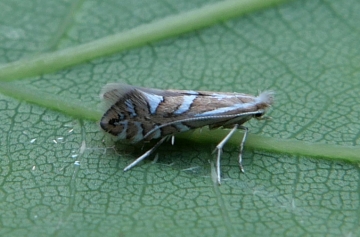 Phyllonorycter blancardella