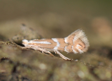 Phyllonorycter cavella