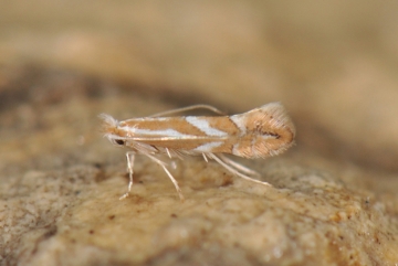 Phyllonorycter cerasicolella