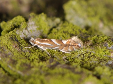 Phyllonorycter esperella