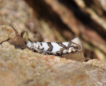 Phyllonorycter joannisi