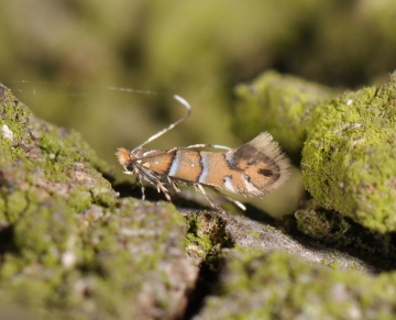 Phyllonorycter klemannella