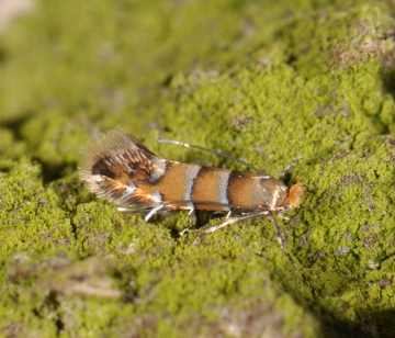 Phyllonorycter klemannella
