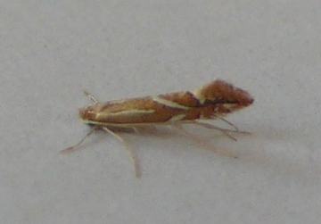 Phyllonorycter leucographella