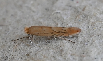 Phyllonorycter messaniella