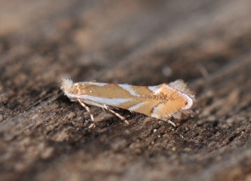 Phyllonorycter rebimbasi