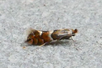 Phyllonorycter schreberella