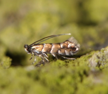 Phyllonorycter stettinensis