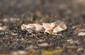 Phyllonorycter trifasciella