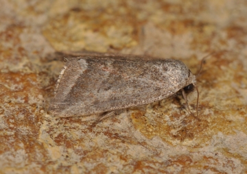 Phyllophila obliterata