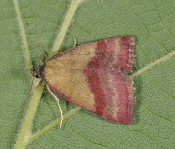 Phytometra viridaria