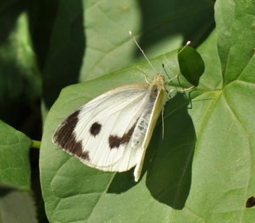 Pieris brassicae