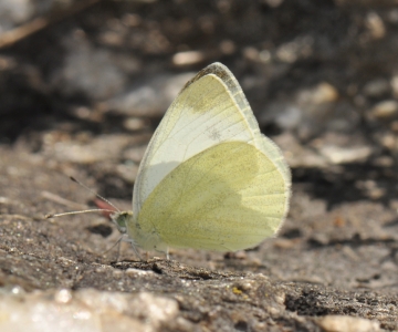 Pieris ergane