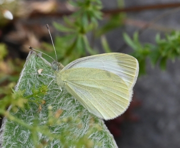 Pieris ergane