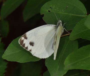Pieris kruperi