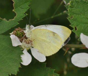 Pieris mannii
