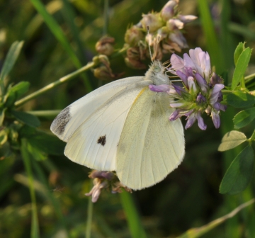Pieris rapae