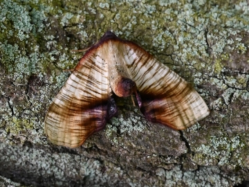 Plagodis dolabraria