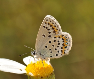 Plebejus argus