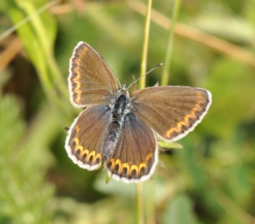 Plebejus idas