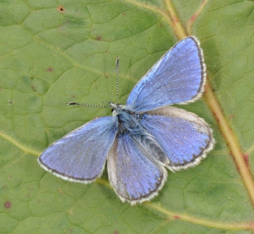 Plebejus orbitulus