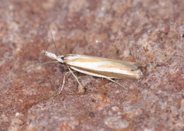 Pleurota honorella