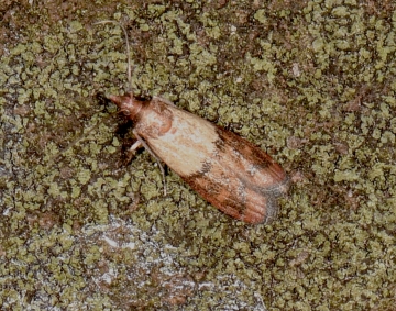 Plodia interpunctella
