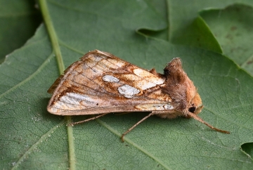 Plusia festucae
