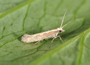 Plutella xylostella
