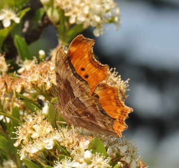 Polygonia egea
