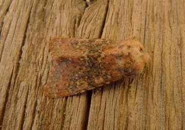 Polymixis argillaceago